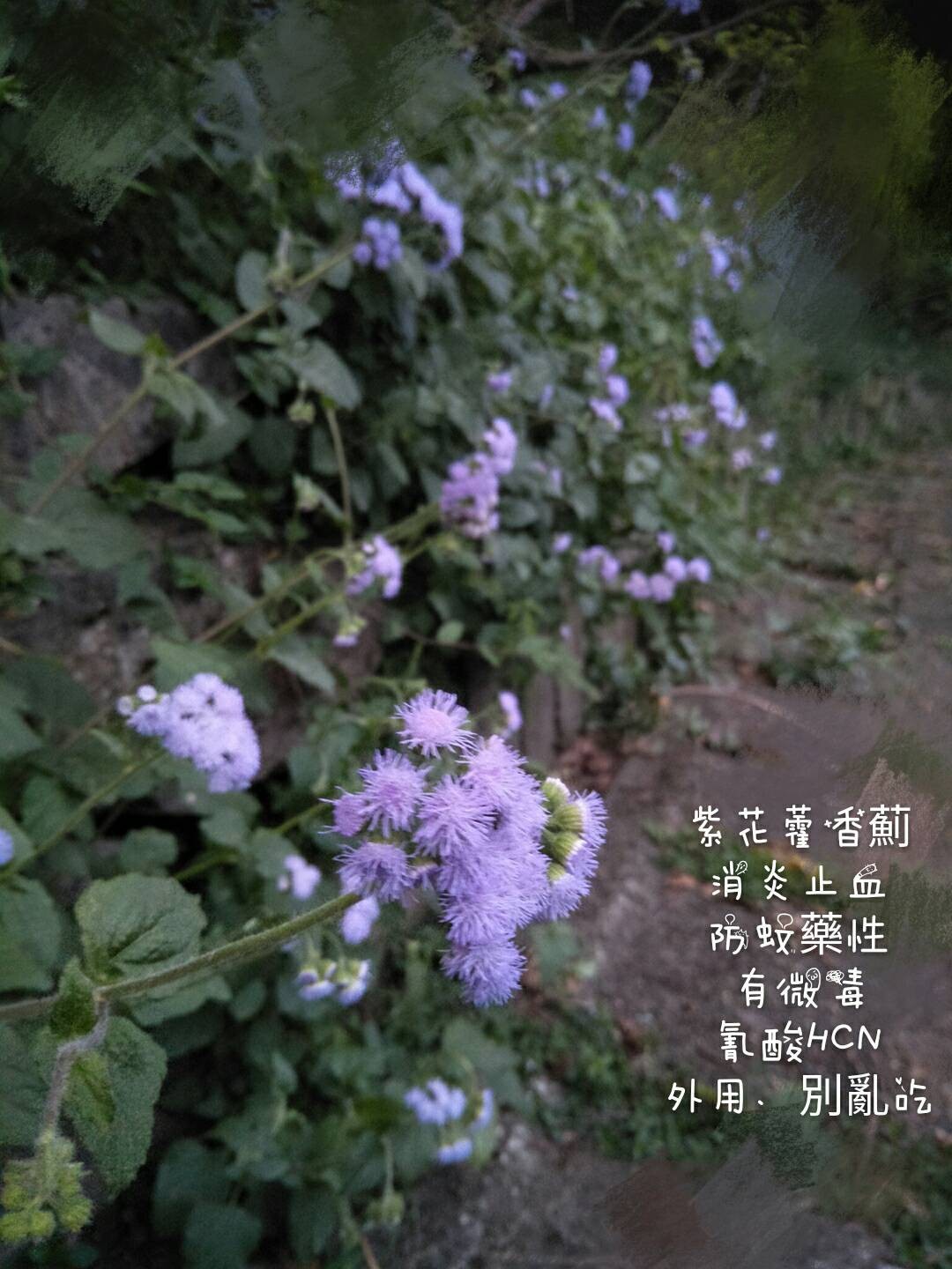 紫花藿香薊 大台北華城華城特區